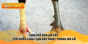 Cựa Chỉ Địa Là Gì? Tìm Hiểu Loại Cựa Sát Phạt Trong Đá Gà