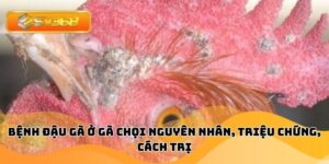 Bệnh Đậu Gà Ở Gà Chọi Nguyên Nhân, Triệu Chứng, Cách Trị