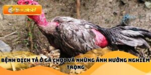 Bệnh Dịch Tả Ở Gà Chọi Và Những Ảnh Hưởng Nghiêm Trọng