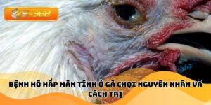 Bệnh Hô Hấp Mãn Tính Ở Gà Chọi Nguyên Nhân Và Cách Trị