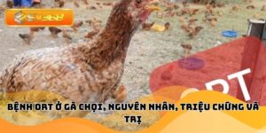 Bệnh Ort Ở Gà Chọi, Nguyên Nhân, Triệu Chứng Và Trị