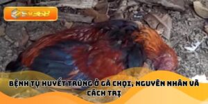 Bệnh Tụ Huyết Trùng Ở Gà Chọi, Nguyên Nhân Và Cách Trị
