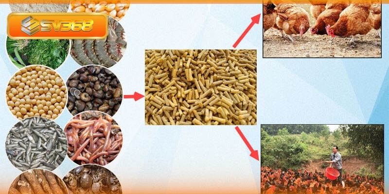 Cách chăm gà đá khỏe với chế độ dinh dưỡng đầy đủ