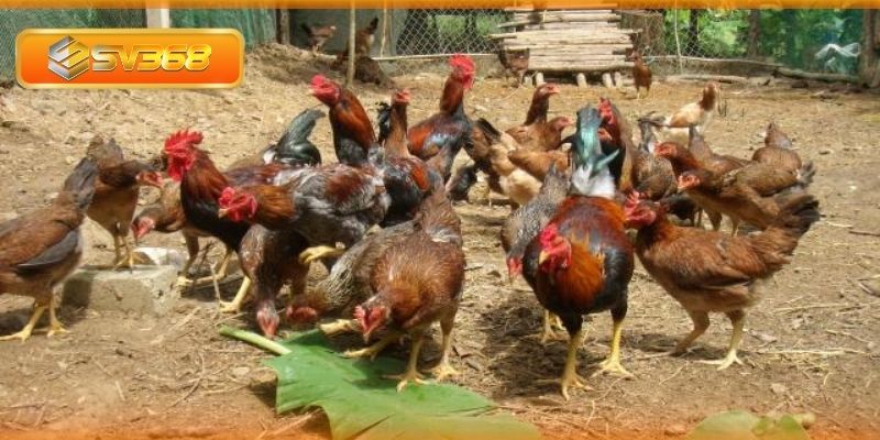 Đảm bảo môi trường chăn nuôi sạch sẽ