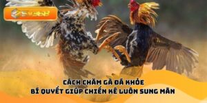 Cách Chăm Gà Đá Khỏe – Bí Quyết Giúp Chiến Kê Luôn Sung Mãn