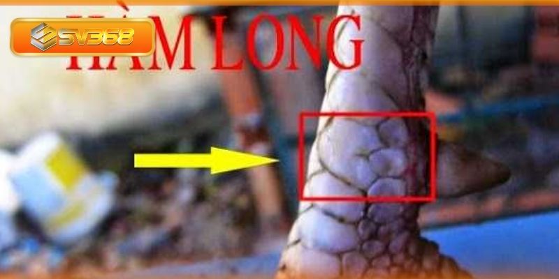 Cách chọn gà đá theo giống và vảy rất lợi ích cho đặt cược