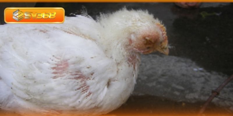 Cách ly gà bị bệnh với gà mới nhập chuồng