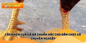 Cách Xem Cựa Gà Đá Chuẩn Xác Cho Dân Chơi Gà Chuyên Nghiệp