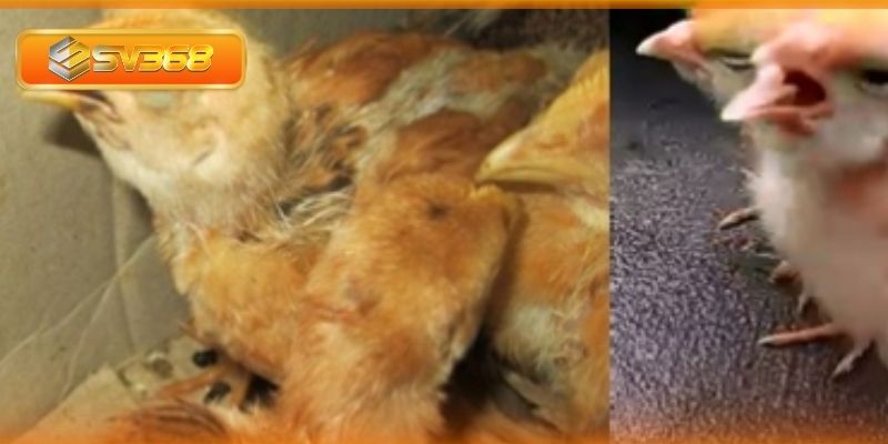 Cần phải sử dụng đúng thuốc để đảm bảo hiệu quả điều trị bệnh