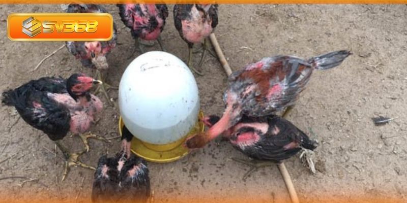 Chăm sóc gà bệnh cần đảm bảo chế độ dinh dưỡng và nước uống