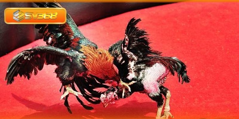 Gà có cựa lục đinh có tính sát phạt cao