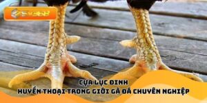 Cựa Lục Đinh - Huyền Thoại Trong Giới Gà Đá Chuyên Nghiệp