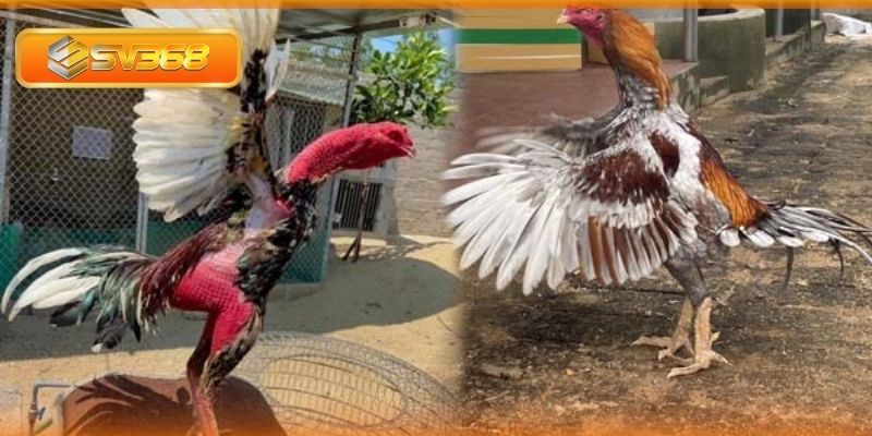 Cựa nhật nguyệt có tính sát thương cao trong đá gà