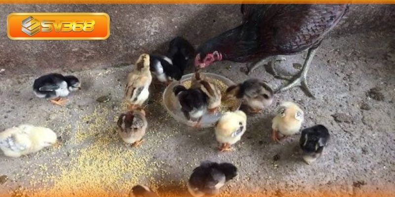 Cách chọn gà giống mang cựa nhật nguyệt