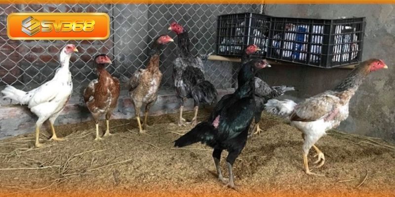Mẹo chăm sóc và tập luyện gà mang cựa nhật nguyệt