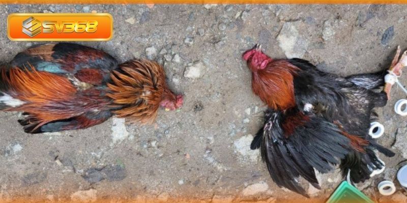 Dấu hiệu để nhận biết tụ huyết trùng ở gà chọi