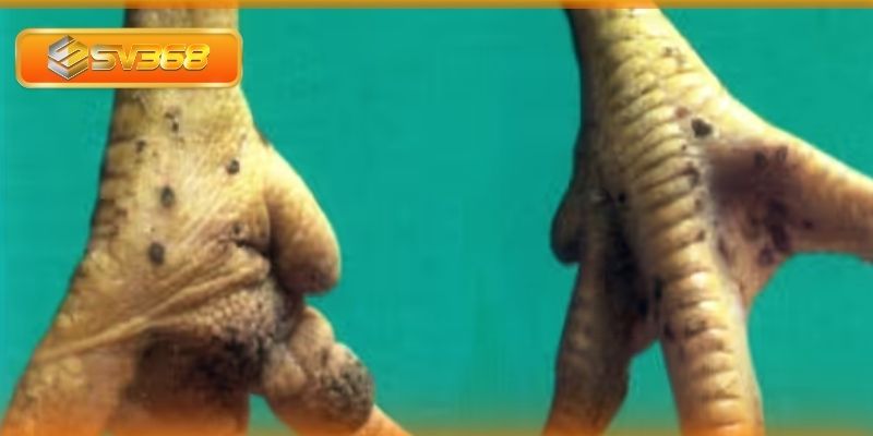 Để phòng bệnh đậu ở gà hãy tiêm vaccine từ sớm