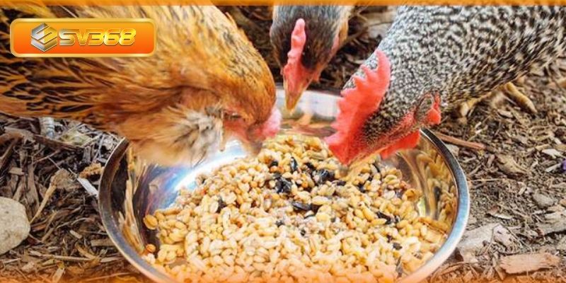 Lịch trình ăn khoa học cho gà đá