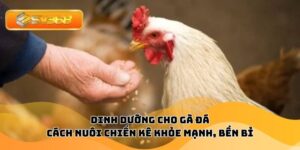 Dinh Dưỡng Cho Gà Đá – Cách Nuôi Chiến Kê Khỏe Mạnh, Bền Bỉ