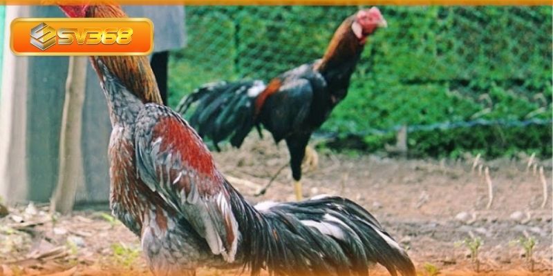 Các giống gà chọi nổi tiếng được sư kê lựa chọn