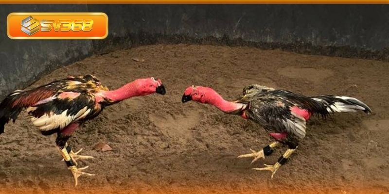 Đảm bảo chế độ nuôi dưỡng và luyện tập