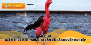 Gà Chọi – Kiến Thức Nền Tảng Cho Dân Đá Gà Chuyên Nghiệp