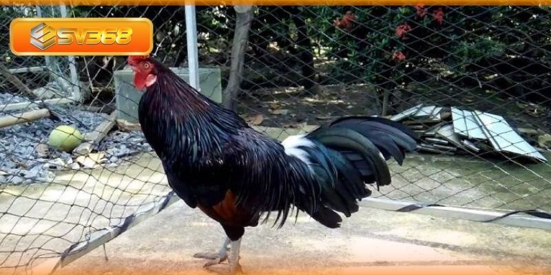 Tìm hiểu về gà điều ô là gì?