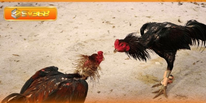 Gà điều ô được sư kệ lựa chọn trong thực chiến