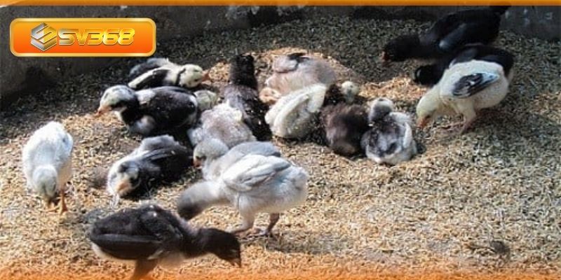 Cách nhận biết và chọn gà điều ô chuẩn