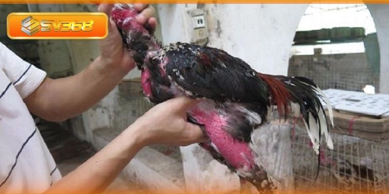 Chăm sóc gà điều ô trước và sau trận chiến