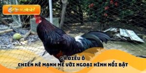 Gà Điều Ô – Chiến Kê Mạnh Mẽ Với Ngoại Hình Nổi Bật