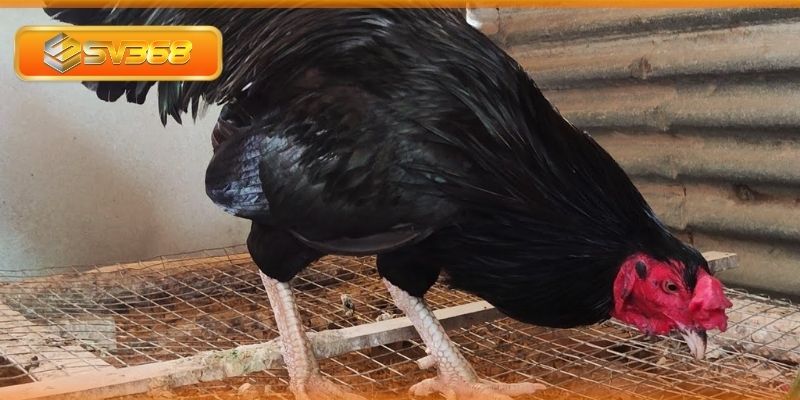 Giới thiệu về gà ô chân trắng mỏ ngà