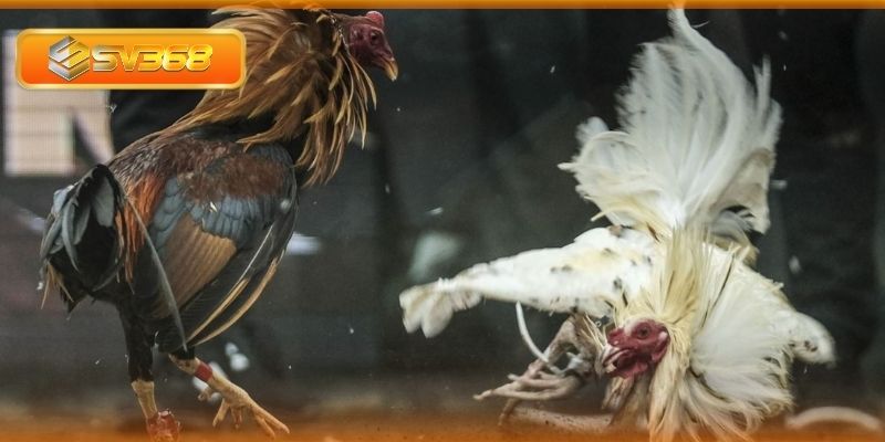 Kỹ năng đặc trưng của gà ô chân trắng mỏ ngà