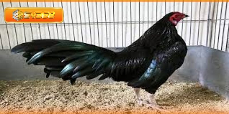 Lựa chọn gà ô chân trắng mỏ ngà chuẩn xác