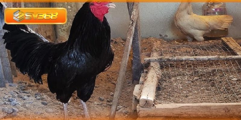 Cách chăm sóc và huấn luyện gà ô chân trắng mỏ ngà