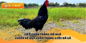 Gà Ô Chân Trắng Mỏ Ngà – Chiến Kê Quý Hiếm Trong Giới Đá Gà