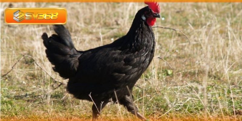 Gà ô đen - Giống gà chọi được săn lùng trên thị trường