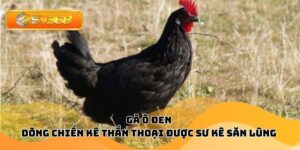 Gà Ô Đen – Dòng Chiến Kê Thần Thoại Được Sư Kê Săn Lùng