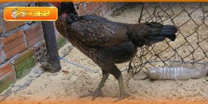 Gà xám - Dòng chiến kê mạnh mẽ trong đá gà