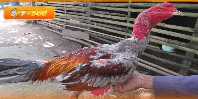 Các dòng gà xám nổi bật trên thị trường