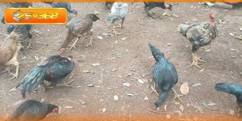 Rèn luyện gà xám với chế độ khoa học, phù hợp