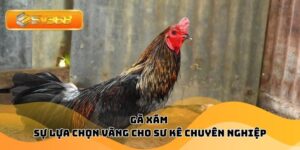 Gà Xám – Sự Lựa Chọn Vàng Cho Sư Kê Chuyên Nghiệp