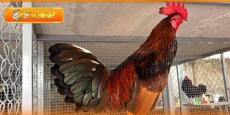 Giữ gìn vệ sinh chuồng trại và các dụng cụ chăm sóc gà