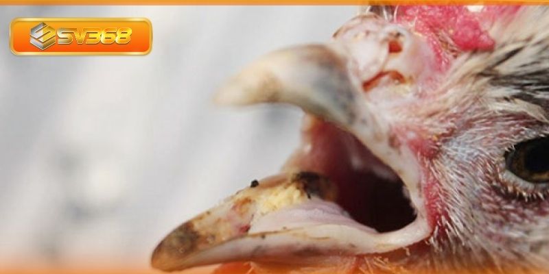 Hướng dẫn cách chăm sóc gà khi mắc bệnh về đường hô hấp