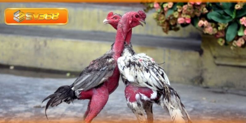 Khi chọn chiến kê tốt nên quan sát kỹ về ngoại hình của gà