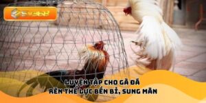 Luyện Tập Cho Gà Đá – Rèn Thể Lực Bền Bỉ, Sung Mãn
