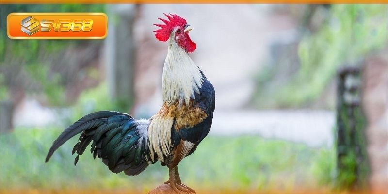 Tìm hiểu về màu mạng gà đá