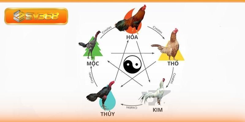 Màu mạng gà đá phân theo các yếu tố ngũ hành
