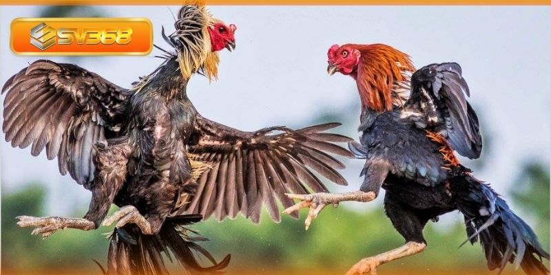 Phân loại gà đá theo từng màu mạng ngũ hành