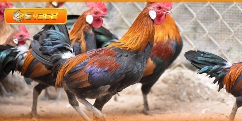 Chăm sóc và xây dựng chiến thuật từng màu mạng đá gà